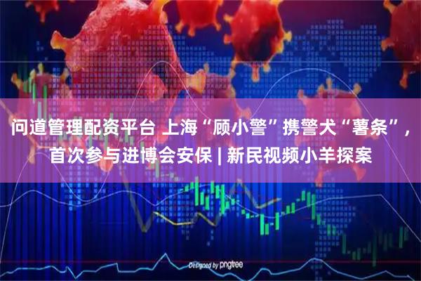 问道管理配资平台 上海“顾小警”携警犬“薯条”，首次参与进博会安保 | 新民视频小羊探案